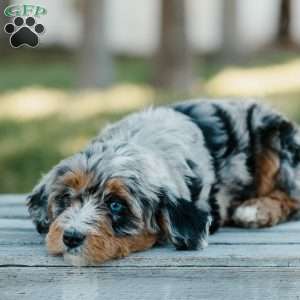 Toby, Mini Bernedoodle Puppy