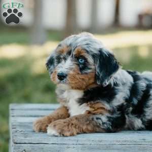 Toby, Mini Bernedoodle Puppy