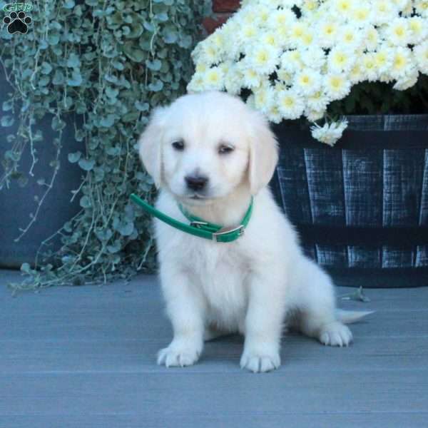 Todd, English Cream Golden Retriever Puppy