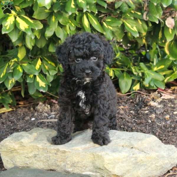 Todd, Toy Poodle Puppy