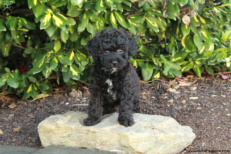 Todd (Toy Poodle, Male) in Oxford, PA