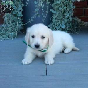 Todd, English Cream Golden Retriever Puppy