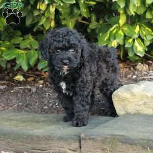 Todd, Toy Poodle Puppy