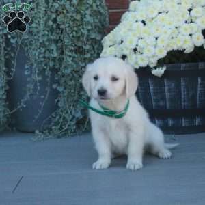 Todd, English Cream Golden Retriever Puppy
