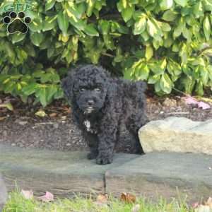 Todd, Toy Poodle Puppy