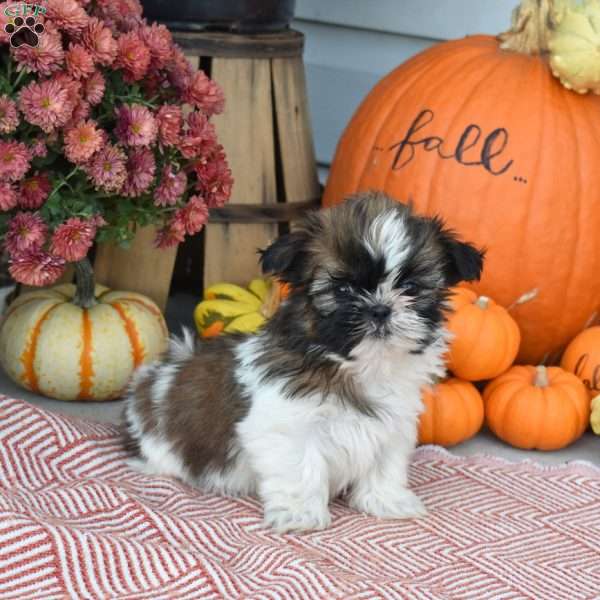 Toffee, Shih Tzu Puppy