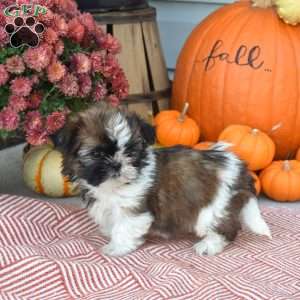 Toffee, Shih Tzu Puppy