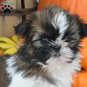 Toffee, Shih Tzu Puppy