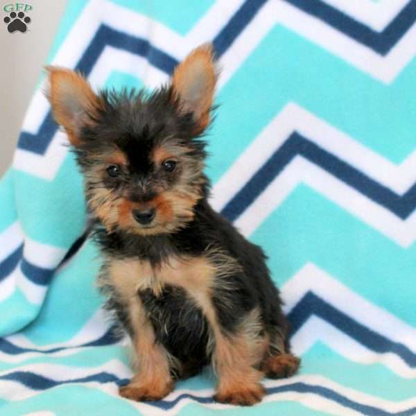 Tony, Yorkie Puppy