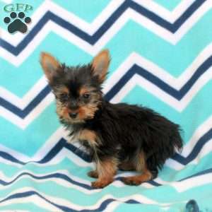 Tony, Yorkie Puppy