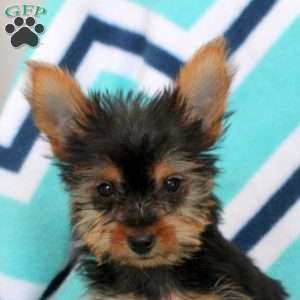 Tony, Yorkie Puppy