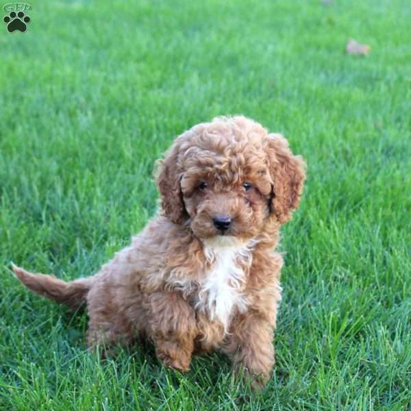 Tonya, Miniature Poodle Puppy