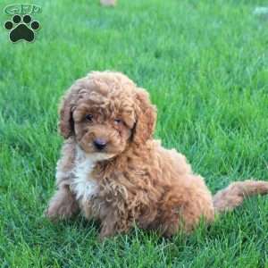 Tonya, Miniature Poodle Puppy