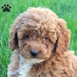 Tonya, Miniature Poodle Puppy