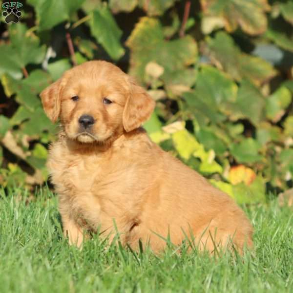 Tonya, Golden Retriever Puppy