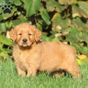 Tonya, Golden Retriever Puppy