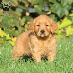 Tonya, Golden Retriever Puppy
