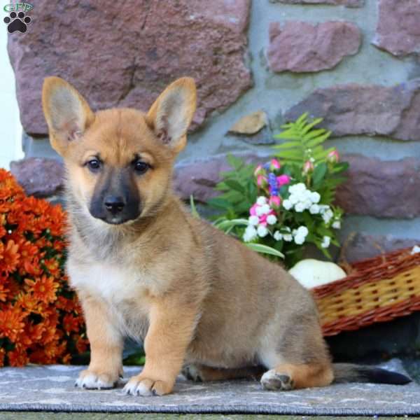 Tootsie Roll, German Shepherd Mix Puppy