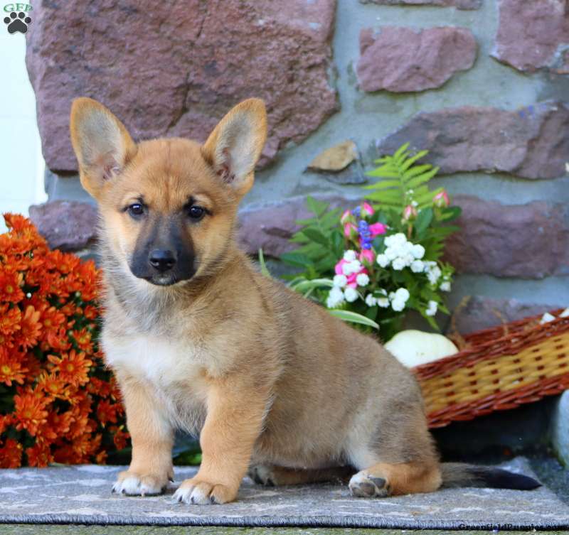 Mixed breed (Mixed breed, Female) in Honey Brook, PA