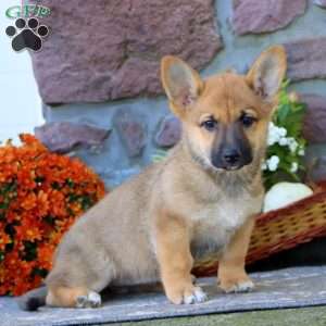 Tootsie Roll, German Shepherd Mix Puppy