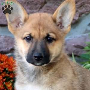 Tootsie Roll, German Shepherd Mix Puppy