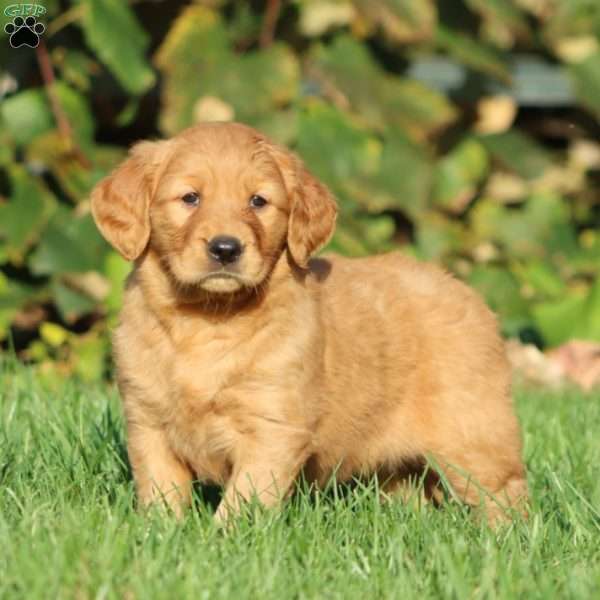 Tootsie, Golden Retriever Puppy