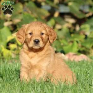 Tootsie, Golden Retriever Puppy