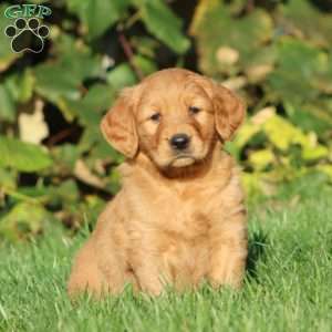 Tootsie, Golden Retriever Puppy