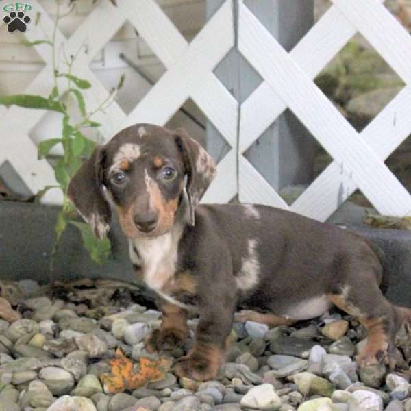 Tori, Dachshund Puppy