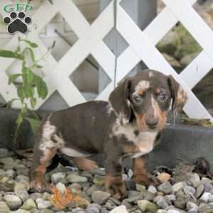 Tori, Dachshund Puppy