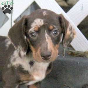 Tori, Dachshund Puppy