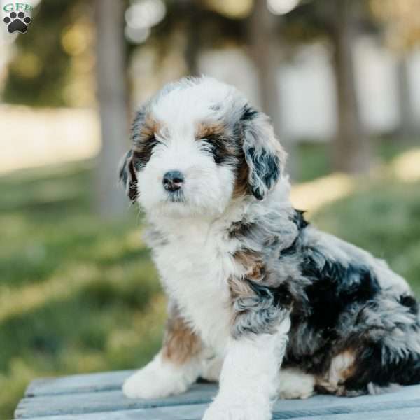 Tori, Mini Bernedoodle Puppy