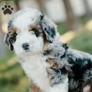 Tori, Mini Bernedoodle Puppy