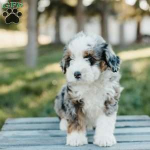 Tori, Mini Bernedoodle Puppy
