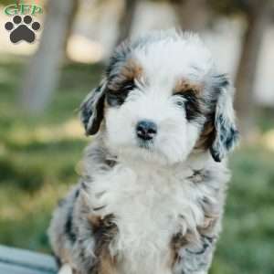 Tori, Mini Bernedoodle Puppy