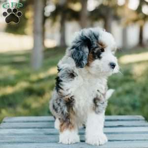 Tori, Mini Bernedoodle Puppy