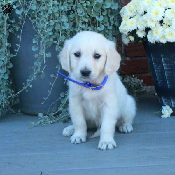 Trent, English Cream Golden Retriever Puppy