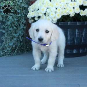 Trent, English Cream Golden Retriever Puppy