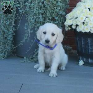 Trent, English Cream Golden Retriever Puppy