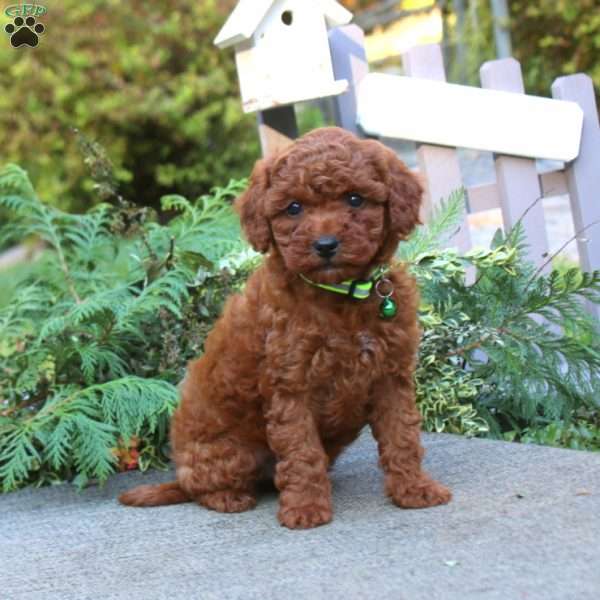 Trent, Toy Poodle Puppy