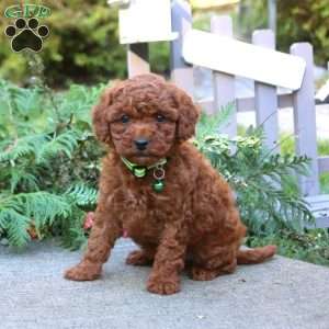 Trent, Toy Poodle Puppy