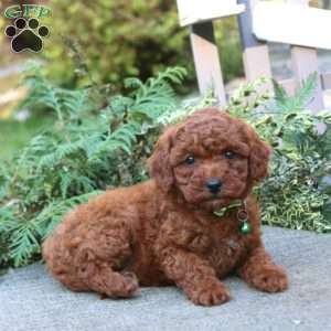 Trent, Toy Poodle Puppy