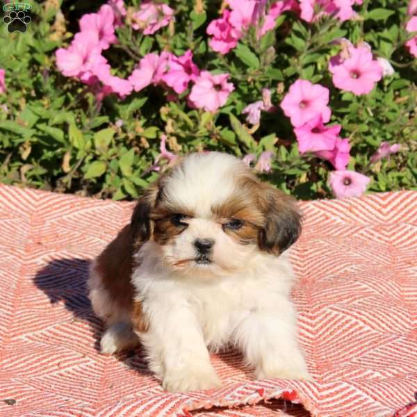 Trevor, Shih Tzu Puppy