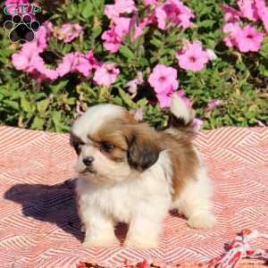 Trevor, Shih Tzu Puppy
