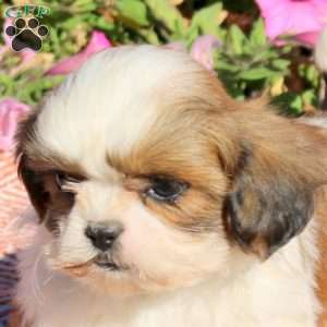 Trevor, Shih Tzu Puppy