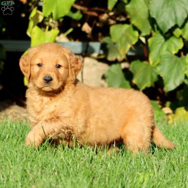 Trevor, Golden Retriever Puppy