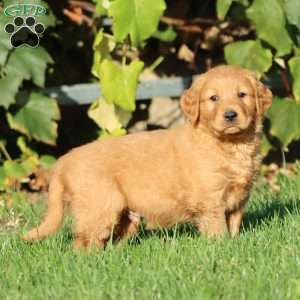 Trevor, Golden Retriever Puppy