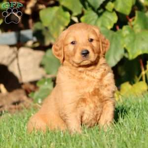 Trevor, Golden Retriever Puppy