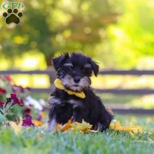 Trevor, Miniature Schnauzer Puppy