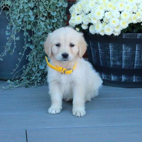 Trinity, English Cream Golden Retriever Puppy